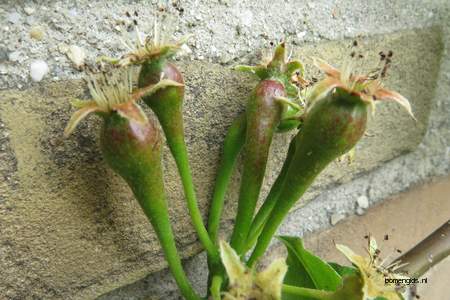  picture  Peer |Pyrus_communis