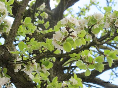  picture  Peer |Pyrus_communis