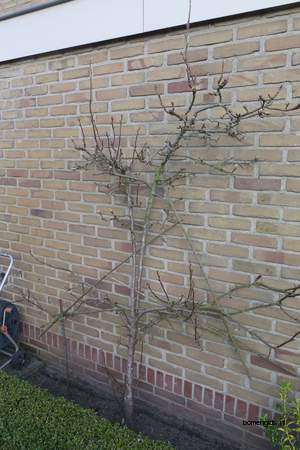  picture  Peer |Pyrus_communis