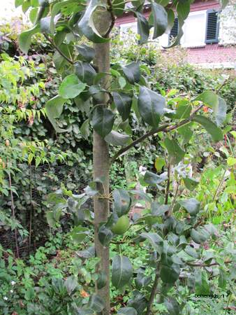  picture  Peer |Pyrus_communis