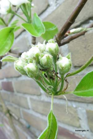  picture  Peer |Pyrus_communis