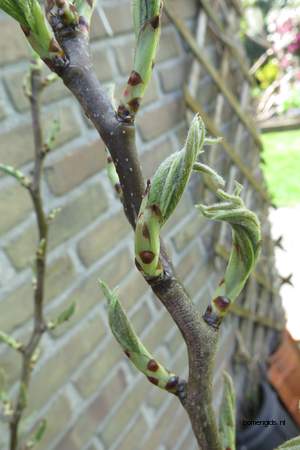  picture  Peer |Pyrus_communis