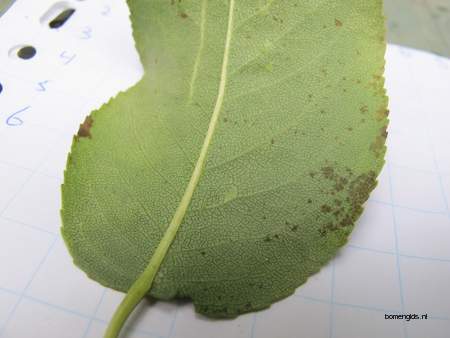  picture  Peer |Pyrus_communis