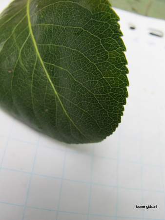  picture  Peer |Pyrus_communis