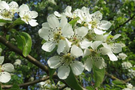  picture  Peer |Pyrus_communis