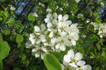  picture  Peer |Pyrus_communis