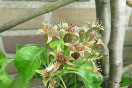  picture  Peer |Pyrus_communis