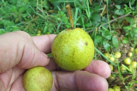  picture  Peer |Pyrus_communis