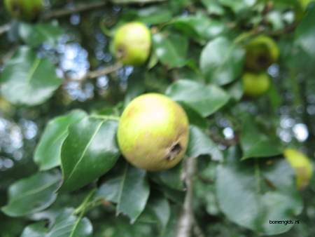  picture  Peer |Pyrus_communis