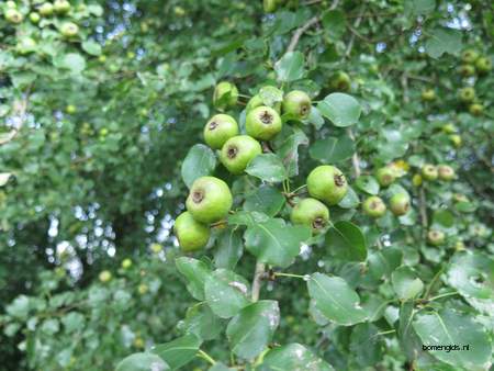  picture  Peer |Pyrus_communis