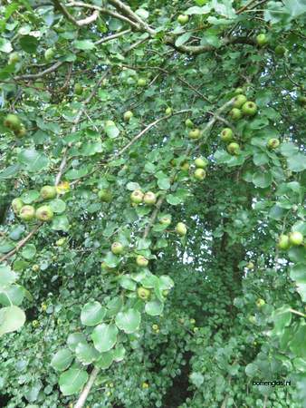  picture  Peer |Pyrus_communis