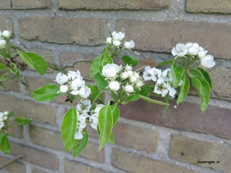  picture  Peer |Pyrus_communis