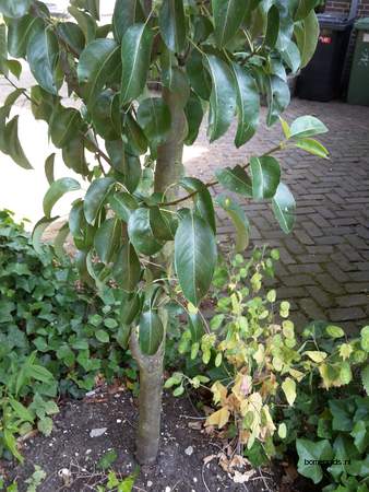  picture  Peer |Pyrus_communis