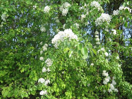  picture  Peer |Pyrus_communis