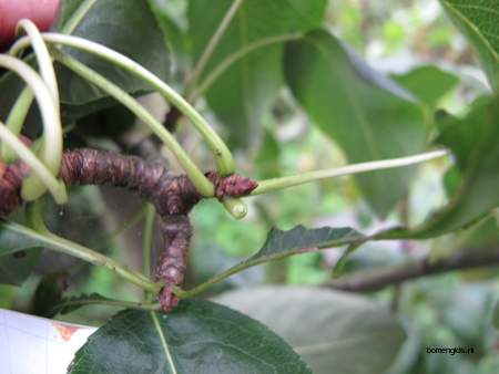  picture  Peer |Pyrus_communis