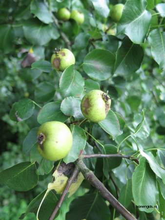  picture  Peer |Pyrus_communis