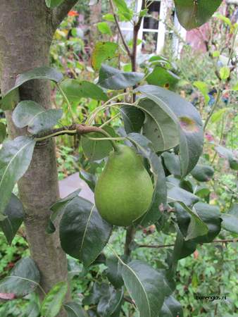  picture  Peer |Pyrus_communis