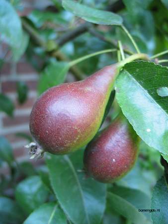  picture  Peer |Pyrus_communis