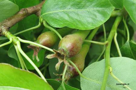  picture  Peer |Pyrus_communis