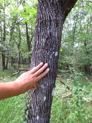  picture  Peervormige_lijsterbes |Sorbus_domestica