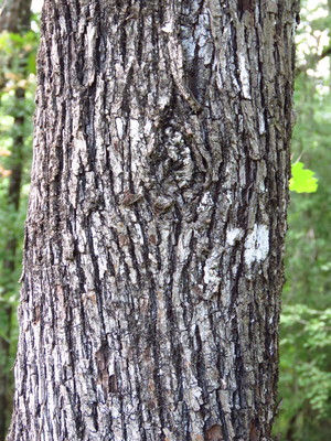  picture  Peervormige_lijsterbes |Sorbus_domestica