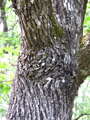  picture  Peervormige_lijsterbes |Sorbus_domestica