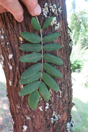  picture  Peervormige_lijsterbes |Sorbus_domestica