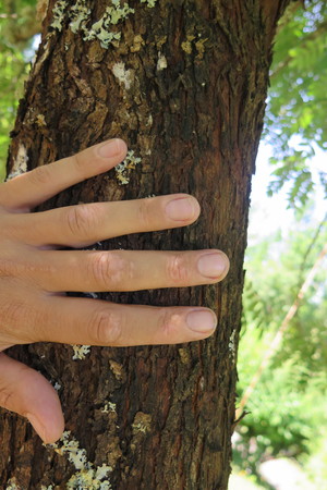  picture  Peervormige_lijsterbes |Sorbus_domestica