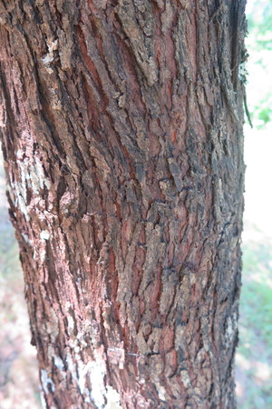  picture  Peervormige_lijsterbes |Sorbus_domestica