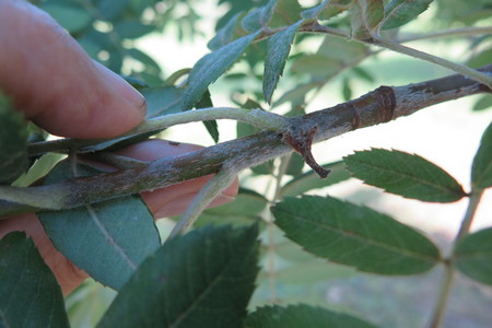  picture  Peervormige_lijsterbes |Sorbus_domestica