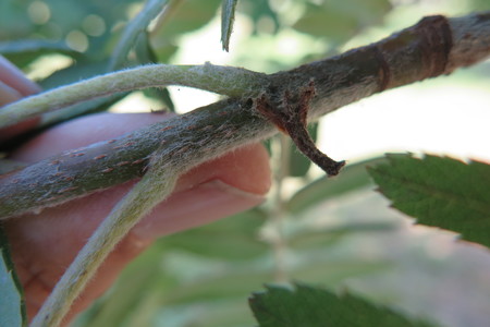  picture  Peervormige_lijsterbes |Sorbus_domestica