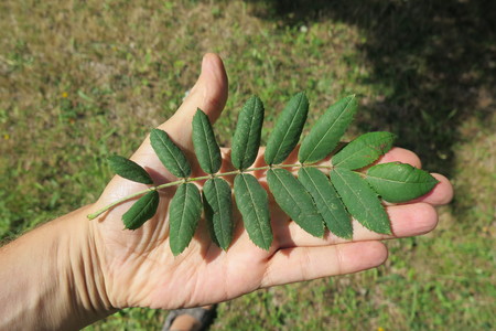  picture  Peervormige_lijsterbes |Sorbus_domestica