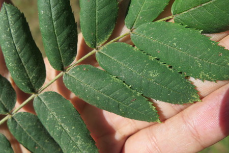  picture  Peervormige_lijsterbes |Sorbus_domestica