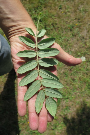  picture  Peervormige_lijsterbes |Sorbus_domestica