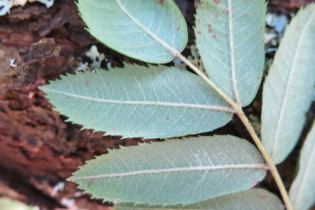  picture  Peervormige_lijsterbes |Sorbus_domestica