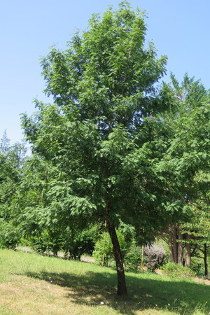  picture  Peervormige_lijsterbes |Sorbus_domestica