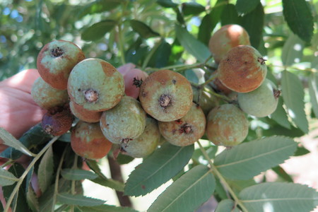  picture  Peervormige_lijsterbes |Sorbus_domestica