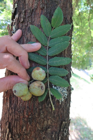  picture  Peervormige_lijsterbes |Sorbus_domestica