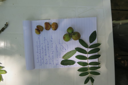  picture  Peervormige_lijsterbes |Sorbus_domestica