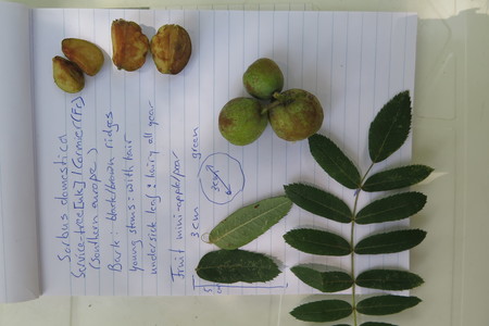  picture  Peervormige_lijsterbes |Sorbus_domestica