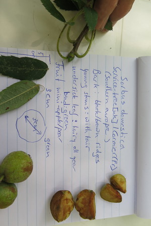  picture  Peervormige_lijsterbes |Sorbus_domestica