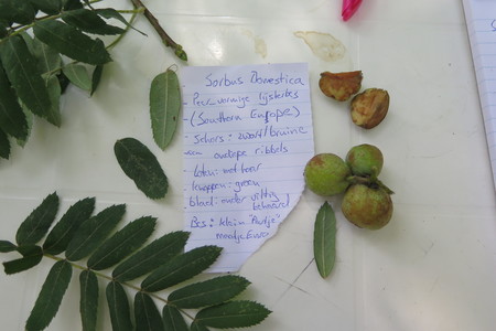  picture  Peervormige_lijsterbes |Sorbus_domestica