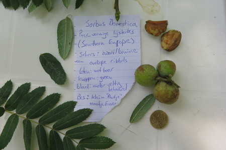 picture  Peervormige_lijsterbes |Sorbus_domestica