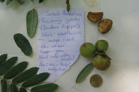  picture  Peervormige_lijsterbes |Sorbus_domestica