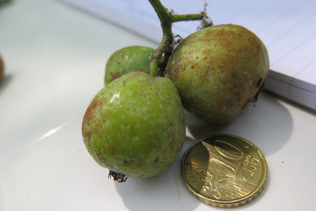  picture  Peervormige_lijsterbes |Sorbus_domestica