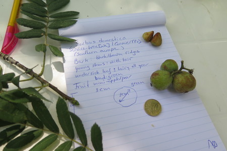  picture  Peervormige_lijsterbes |Sorbus_domestica