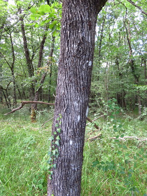  picture  Peervormige_lijsterbes |Sorbus_domestica