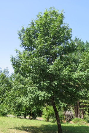  picture  Peervormige_lijsterbes |Sorbus_domestica