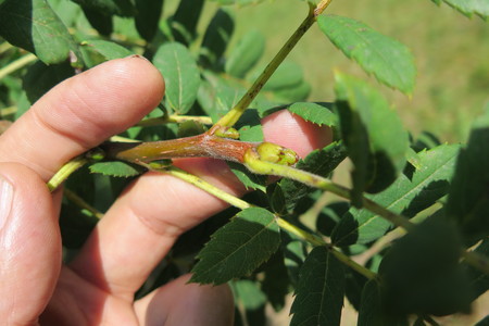  picture  Peervormige_lijsterbes |Sorbus_domestica