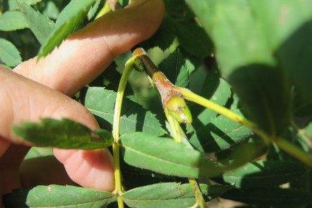  picture  Peervormige_lijsterbes |Sorbus_domestica